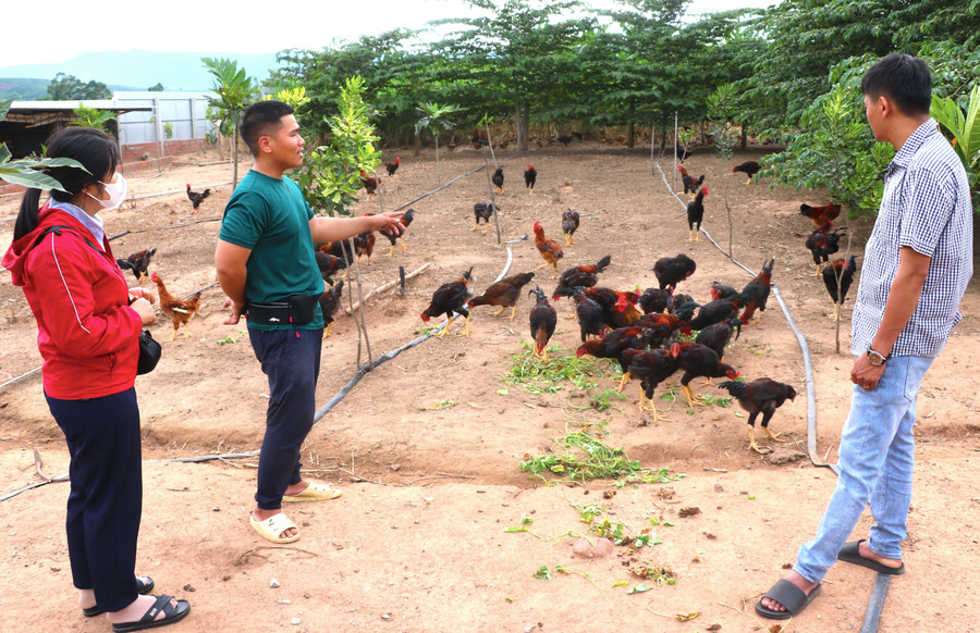 Anh Lương Hoài Nam (thứ 2 bên trái, ở thôn 2, xã Đông, huyện Kbang) chia sẻ cách chăn nuôi, chăm sóc gà nuôi thịt. Ảnh: Ngọc Minh